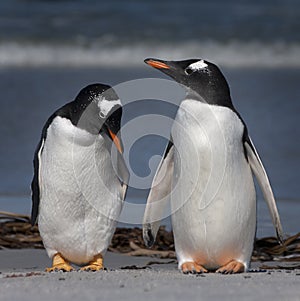 Gentoo Penguins photo