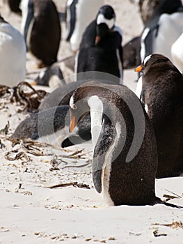 Gentoo Penguins