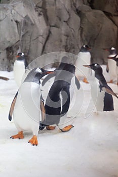 Gentoo penguins