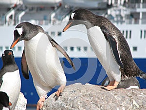 Gentoo Penguins