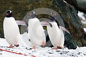 Gentoo Penguins photo