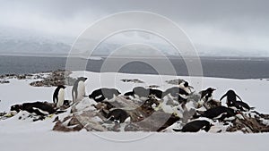 Gentoo Penguins an Adelie Penguins in Antarctica