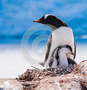 Gentoo Penguins in Antarctica