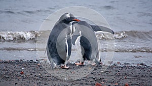 Gentoo penguins in Antarctica