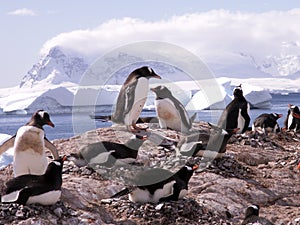 Gentoo penguins in Antarctica