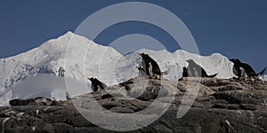 Gentoo penguins, Antarctica.