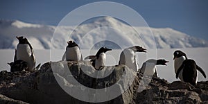 Gentoo penguins, Antarctica.