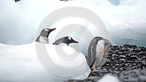 Gentoo penguins in Antarctica