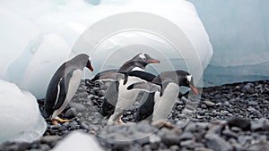 Gentoo penguins in Antarctica