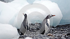 Gentoo penguins in Antarctica