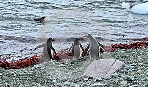 Gentoo Penguins in Antarctica