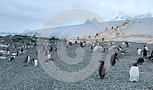 Gentoo Penguins in Antarctica