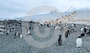 Gentoo Penguins in Antarctica