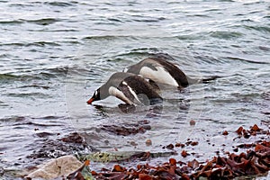 Gentoo Penguins in Antarctica