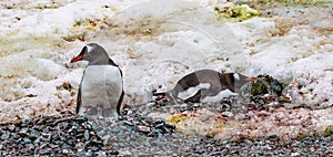 Gentoo Penguins in Antarctica