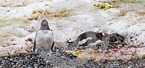 Gentoo Penguins in Antarctica