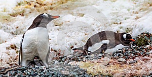 Gentoo Penguins in Antarctica