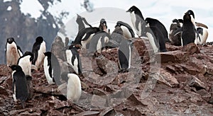 Gentoo Penguins in Antarctica