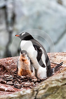 Gentoo Penguins in Antarctica