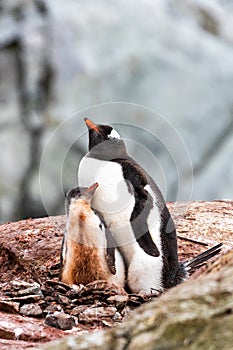 Gentoo Penguins in Antarctica