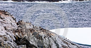 Gentoo Penguins in Antarctica