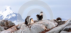 Gentoo Penguins in Antarctica