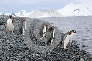 Gentoo penguins in Antarctica