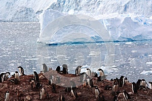 Gentoo penguins in Antarctica, Antarctic Peninsula