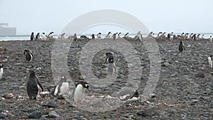 Gentoo Penguins. Antarctica. Close-up Antarctic Gentoo Penguin. A colony of Gentoo Penguins stand on the on rocky coast