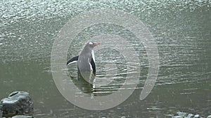 Gentoo Penguins. Antarctica. Close-up Antarctic Gentoo Penguin. A colony of Gentoo Penguins stand on the on rocky coast