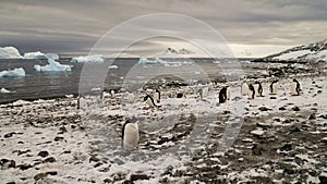 Gentoo penguins in Antarctica on Cuverville Island.