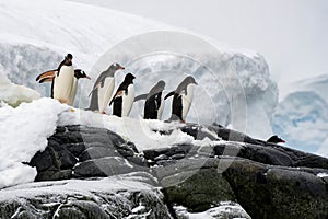 Gentoo Penguins, Antarctica, Travel, Wildlife