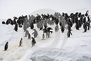 Gentoo Penguins, Antarctica, Travel, Wildlife