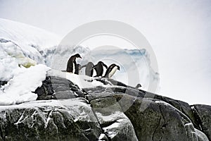 Gentoo Penguins, Antarctica, Travel, Wildlife