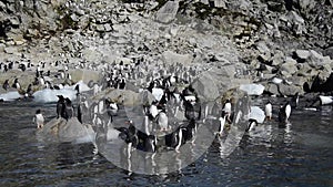 Gentoo Penguins on the beach