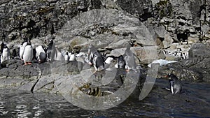 Gentoo Penguins on the beach