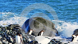 Gentoo Penguins on the beach in Antarctica