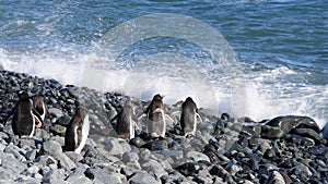 Gentoo Penguins on the beach in Antarctica