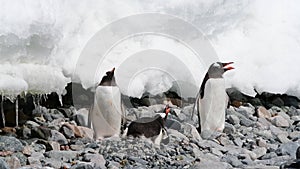 Gentoo Penguins on the beach in Antarctica