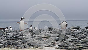 Gentoo Penguins on the beach in Antarctica