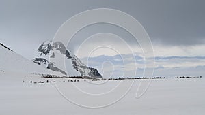 Gentoo Penguins on the beach in Antarctica