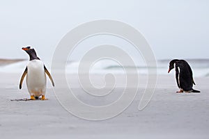 Gentoo Penguins on the beach with surf in background.