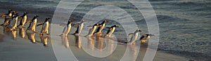 Gentoo Penguins on Bleaker Island in the Falkland Islands
