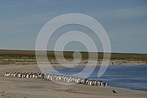 Gentoo Penguins on Bleaker Island in the Falkland Islands