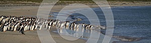 Gentoo Penguins on Bleaker Island in the Falkland Islands