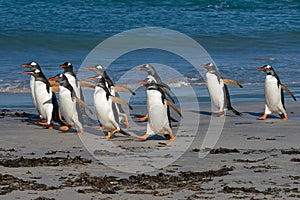 Gentoo Penguins - Bleaker Island - Falkland Islands