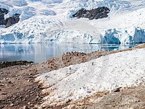 Gentoo penguins and calving glacier in Andvord Bay, Neko Harbour