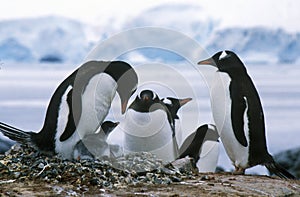 Gentoo penguins and chicks (Pygoscelis papua) at rookery in Paradise Harbor, Antarctica