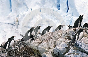 Gentoo penguins and chicks (Pygoscelis papua) at rookery in Paradise Harbor, Antarctica