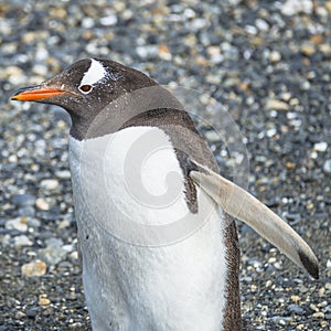 Gentoo penguins colony at Beagle Channel in Patagonia